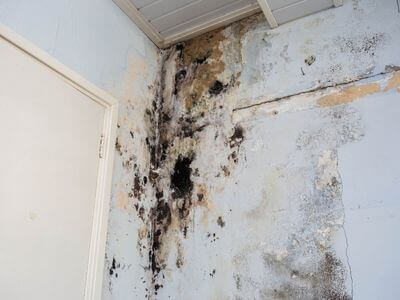 About Inkster Black Mold Removal - black mold removal experts in Inkster